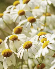 Des fleurs pour prendre soin de vos cheveux