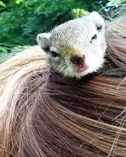 Elle se sert d'un écureuil pour attacher ses cheveux