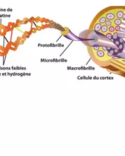 La kératine, quelle promesse pour vos cheveux ?