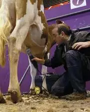 Qui est le coiffeur des vaches au salon de l'agriculture ?