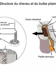 De quoi se compose réellement votre cheveu ?