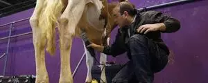 Qui est le coiffeur des vaches au salon de l'agriculture ?