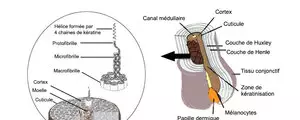 De quoi se compose réellement votre cheveu ?